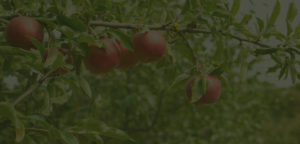 Core Orchard